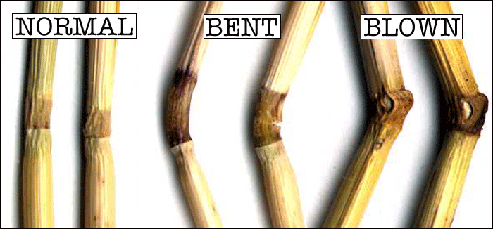 bent, not broken!